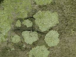 Attēlu rezultāti vaicājumam “Fellhanera subtilis”