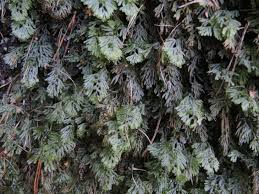 Attēlu rezultāti vaicājumam “Harpanthus scutatus”