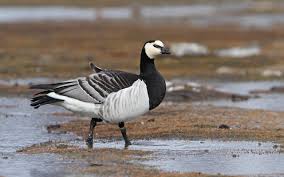 Attēlu rezultāti vaicājumam “Branta leucopsis adult”