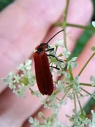 Attēlu rezultāti vaicājumam “Lygistopterus sanguineus”