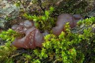 Attēlu rezultāti vaicājumam “Fuligo laevis”