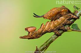 Attēlu rezultāti vaicājumam “Stauropus fagi”