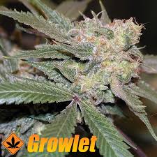 Resultado de imagen para la marihuana channel