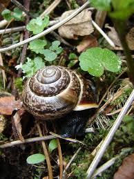 Attēlu rezultāti vaicājumam “Arianta arbustorum”