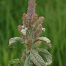 Attēlu rezultāti vaicājumam “Onobrychis arenaria bud”