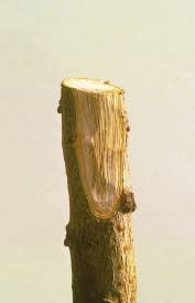 Attēlu rezultāti vaicājumam “Hylastes sp.”