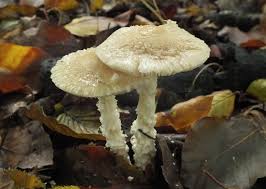 Attēlu rezultāti vaicājumam “Lepiota clypeolaria”