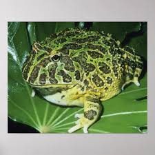 Image result for Ceratophrys ornata