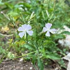 Attēlu rezultāti vaicājumam “Silene tatarica flower”