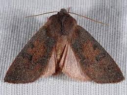 Attēlu rezultāti vaicājumam “Orthosia miniosa imago”