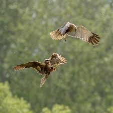 Image result for Billingham Marsh House Harriers