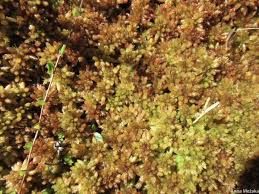 Attēlu rezultāti vaicājumam “Cinclidium stygium”