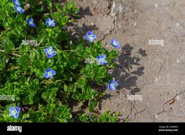 Attēlu rezultāti vaicājumam “Veronica agrestis flower”
