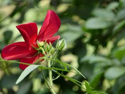 Image result for Abelmoschus moschatus