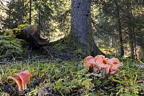 Attēlu rezultāti vaicājumam “Tremiscus helvelloides”