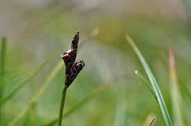 Attēlu rezultāti vaicājumam “Carex ericetorum”