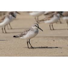Attēlu rezultāti vaicājumam “Calidris falcinellus adult”