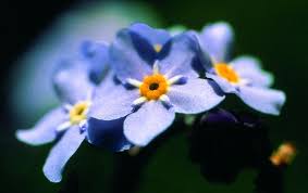 Image result for Vergissmeinnicht