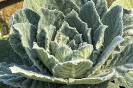 Attēlu rezultāti vaicājumam “Verbascum nigrum leaf”