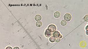 Attēlu rezultāti vaicājumam “Cribraria microcarpa spores”