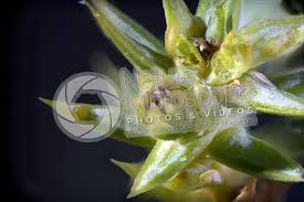 Attēlu rezultāti vaicājumam “Juniperus communis female flower”