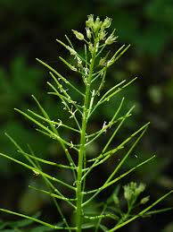 Attēlu rezultāti vaicājumam “Cardamine impatiens”