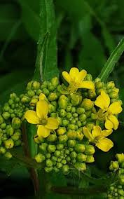 Attēlu rezultāti vaicājumam “Bunias orientalis flower”