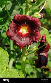 Image result for Alcea (althaea) rosea