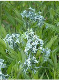 Attēlu rezultāti vaicājumam “Leucojum vernum var. carpathicum”