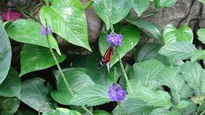 Image result for Cambridge Monarchs