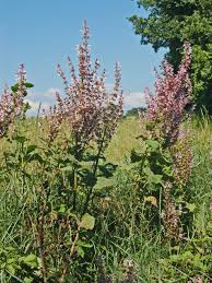 Image result for Salvia sclarea