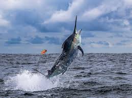 Image result for Kajikia albida