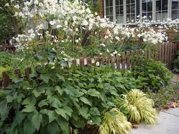 Image result for Anemonenarten