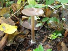 Image result for Melanoleuca rasilis var. pseudoluscina