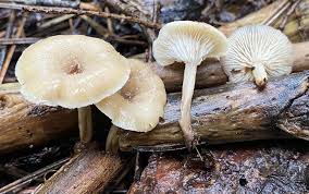 Attēlu rezultāti vaicājumam “Physarum auriscalpium sessile”