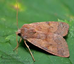 Attēlu rezultāti vaicājumam “Agrochola helvola”