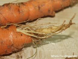 Attēlu rezultāti vaicājumam “Daucus carota subsp. carota fruit”