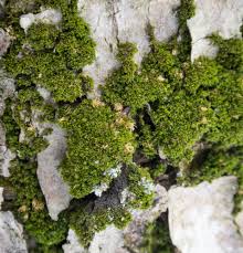 Attēlu rezultāti vaicājumam “Ulota crispa”