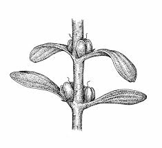 Attēlu rezultāti vaicājumam “Callitriche verna flower”