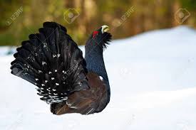 Attēlu rezultāti vaicājumam “Tetrao urogallus male”