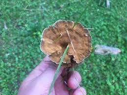 Attēlu rezultāti vaicājumam “Phellodon tomentosus”