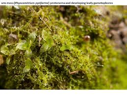 Attēlu rezultāti vaicājumam “Tortula truncata sporophyte”