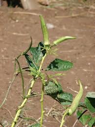 Attēlu rezultāti vaicājumam “Malvaceae”