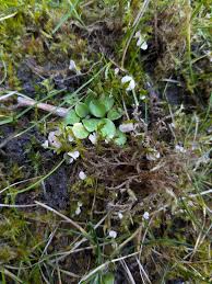 Attēlu rezultāti vaicājumam “Rimbachia neckerae”