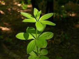 Attēlu rezultāti vaicājumam “Galium rivale leaf”