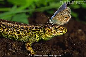 Attēlu rezultāti vaicājumam “Lacerta agilis male”