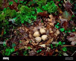 Attēlu rezultāti vaicājumam “Scolopax rusticola eggs”