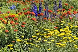 Attēlu rezultāti vaicājumam “Silene chalcedonica leaf”