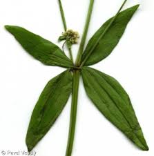 Attēlu rezultāti vaicājumam “Galium boreale fruit”