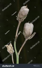 Attēlu rezultāti vaicājumam “Linaria vulgaris bud”